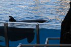 thumbs/seaworld 080.png